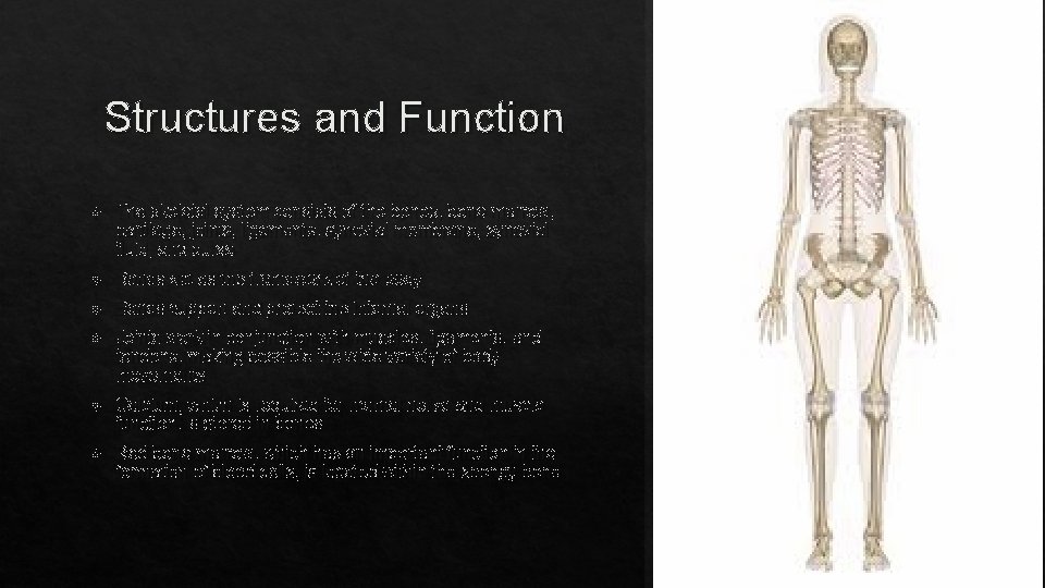 Structures and Function The skeletal system consists of the bones, bone marrow, cartilage, joints,
