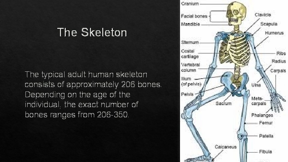 The Skeleton The typical adult human skeleton consists of approximately 206 bones. Depending on