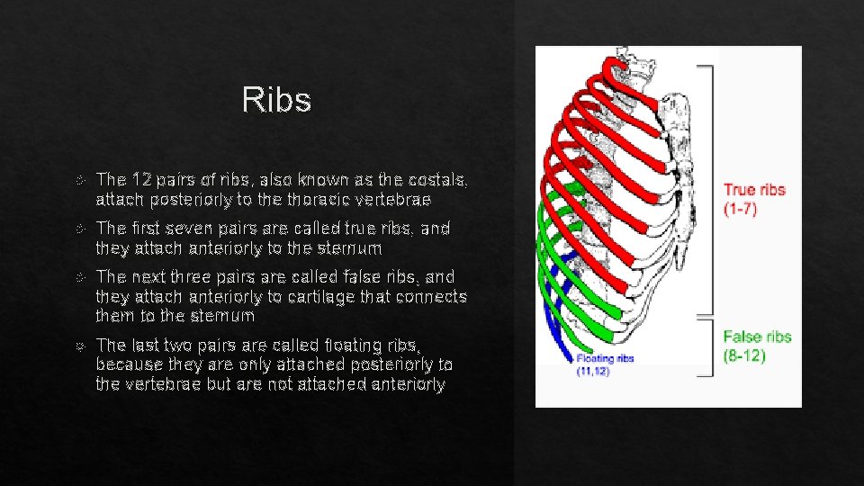 Ribs The 12 pairs of ribs, also known as the costals, attach posteriorly to