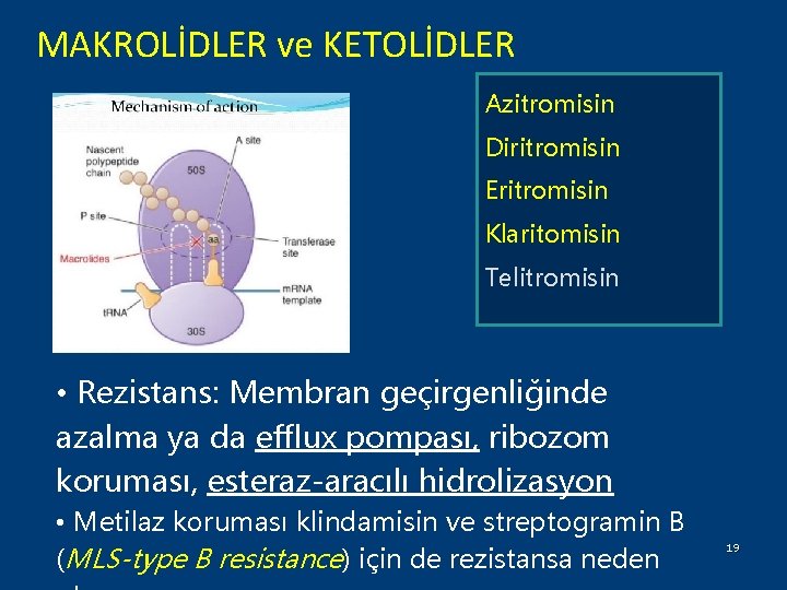 MAKROLİDLER ve KETOLİDLER Azitromisin Diritromisin Eritromisin Klaritomisin Telitromisin • Rezistans: Membran geçirgenliğinde azalma ya