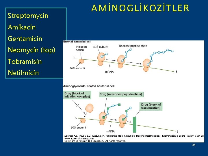 Streptomycin AMİNOGLİKOZİTLER Amikacin Gentamicin Neomycin (top) Tobramisin Netilmicin 35 
