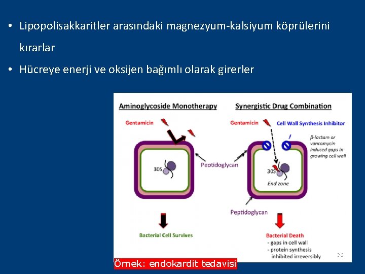  • Lipopolisakkaritler arasındaki magnezyum-kalsiyum köprülerini kırarlar • Hücreye enerji ve oksijen bağımlı olarak