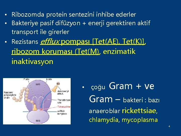  • Ribozomda protein sentezini inhibe ederler • Bakteriye pasif difüzyon + enerji gerektiren