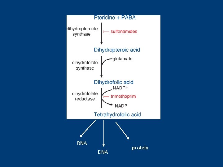 RNA DNA protein 