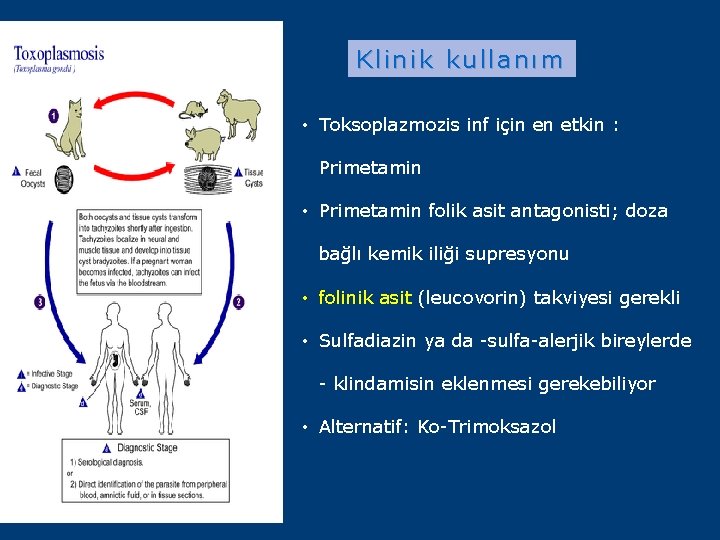 Klinik kullanım • Toksoplazmozis inf için en etkin : Primetamin • Primetamin folik asit