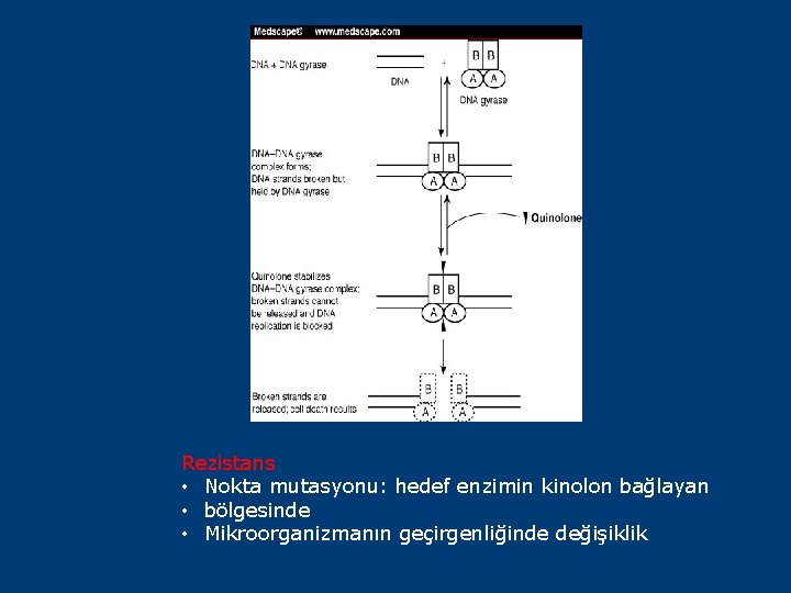 Rezistans • Nokta mutasyonu: hedef enzimin kinolon bağlayan • bölgesinde • Mikroorganizmanın geçirgenliğinde değişiklik