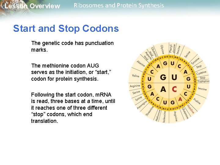 Lesson Overview Ribosomes and Protein Synthesis Start and Stop Codons The genetic code has