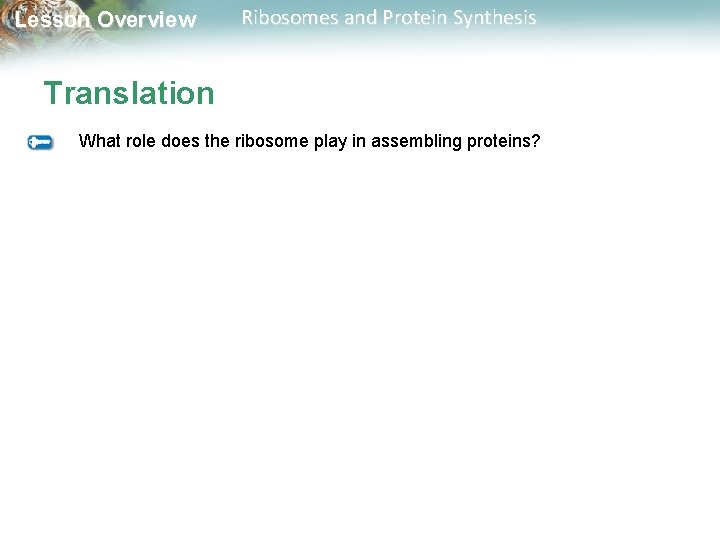 Lesson Overview Ribosomes and Protein Synthesis Translation What role does the ribosome play in