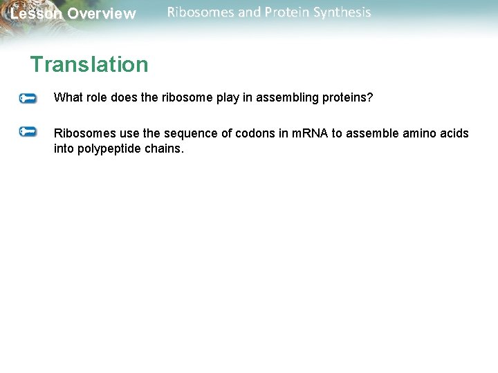 Lesson Overview Ribosomes and Protein Synthesis Translation What role does the ribosome play in
