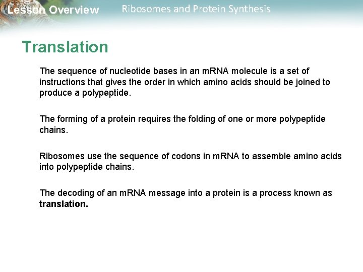 Lesson Overview Ribosomes and Protein Synthesis Translation The sequence of nucleotide bases in an