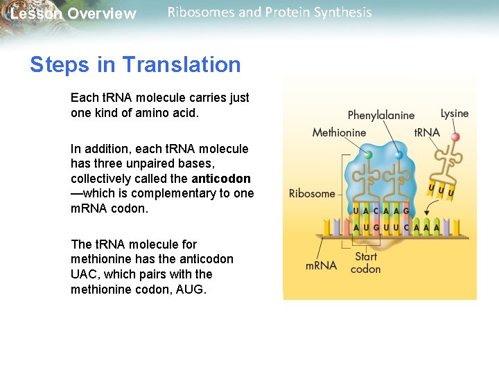 Lesson Overview Ribosomes and Protein Synthesis Steps in Translation Each t. RNA molecule carries