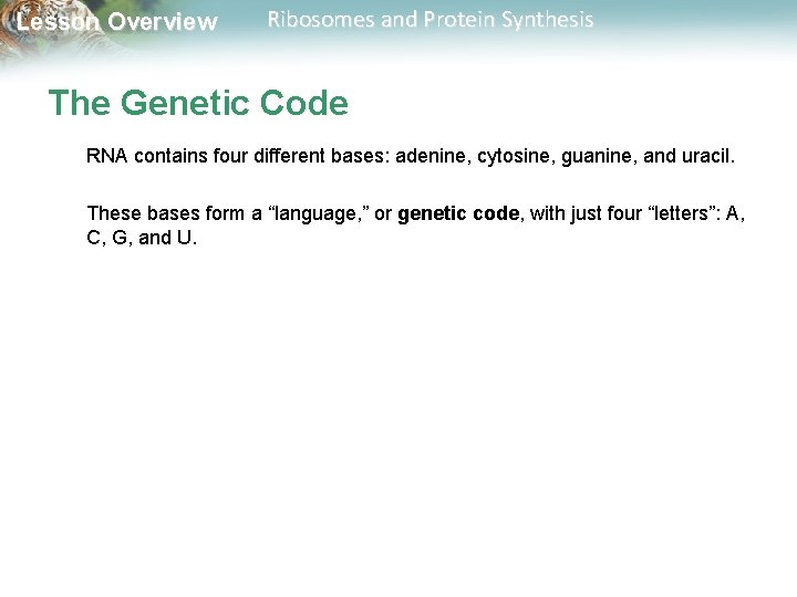 Lesson Overview Ribosomes and Protein Synthesis The Genetic Code RNA contains four different bases: