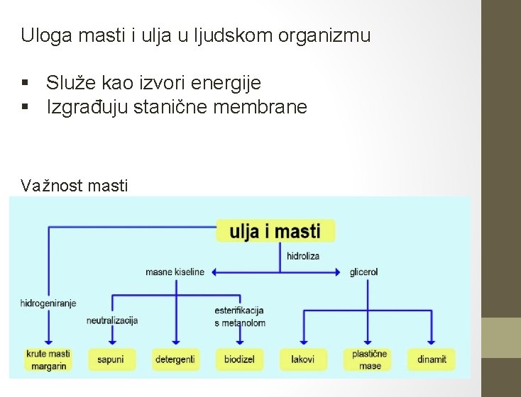 Uloga masti i ulja u ljudskom organizmu § Služe kao izvori energije § Izgrađuju