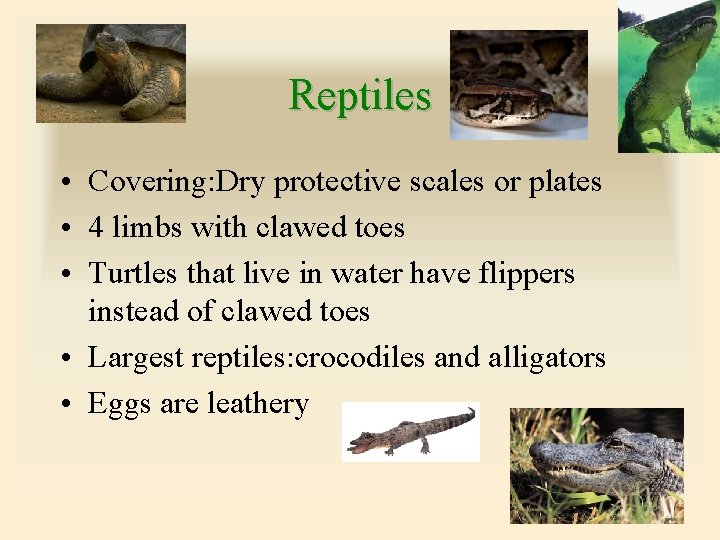 Vertebrates Fish Amphibians Reptiles Birds Mammals By Mrs