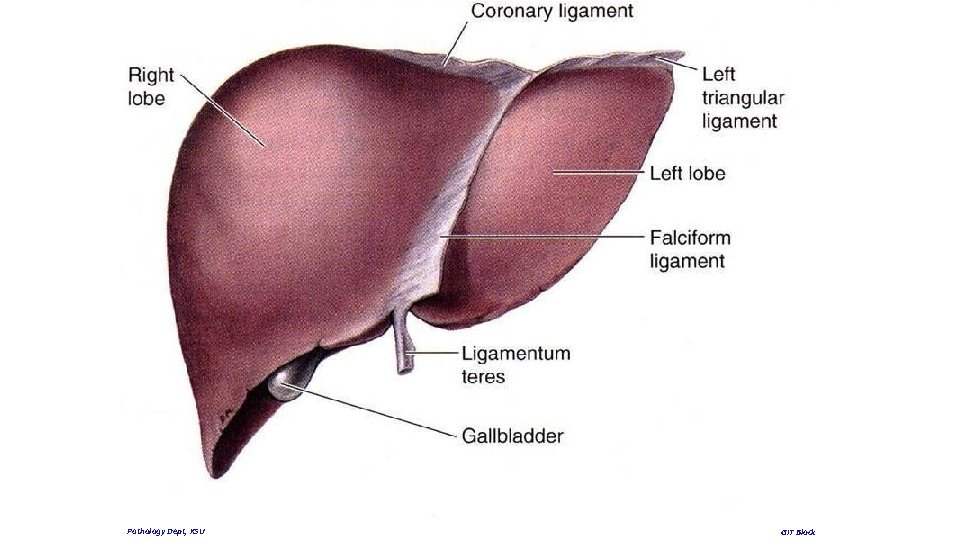 Pathology Dept, KSU GIT Block 