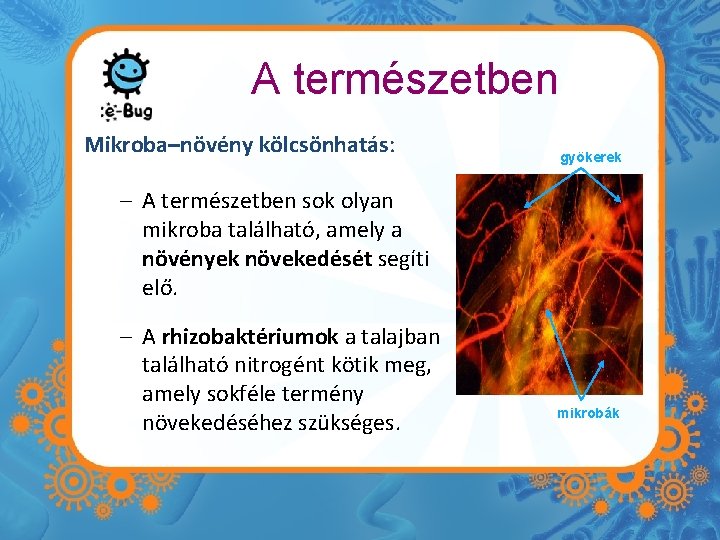 A természetben Mikroba–növény kölcsönhatás: gyökerek – A természetben sok olyan mikroba található, amely a