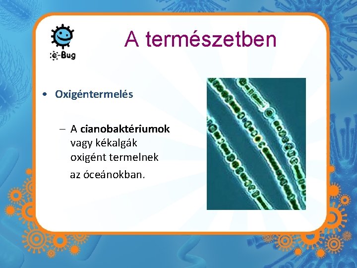 A természetben • Oxigéntermelés – A cianobaktériumok vagy kékalgák oxigént termelnek az óceánokban. 