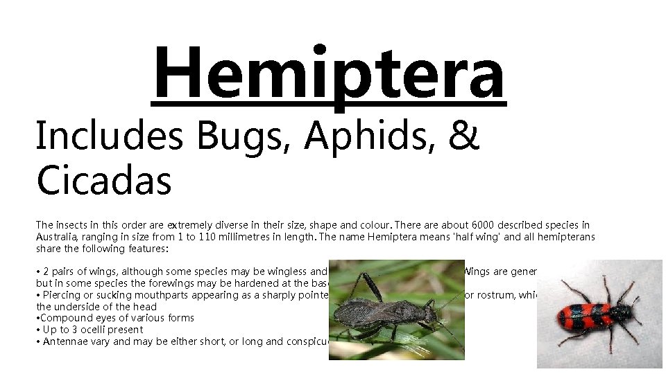 Hemiptera Includes Bugs, Aphids, & Cicadas The insects in this order are extremely diverse