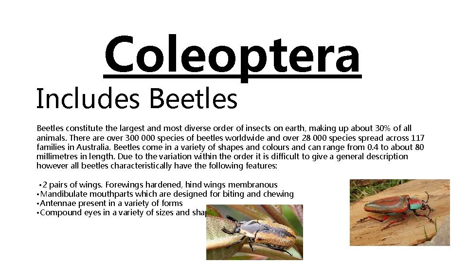 Coleoptera Includes Beetles constitute the largest and most diverse order of insects on earth,