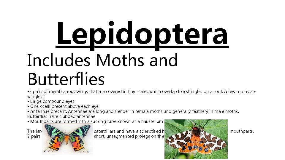 Lepidoptera Includes Moths and Butterflies • 2 pairs of membranous wings that are covered