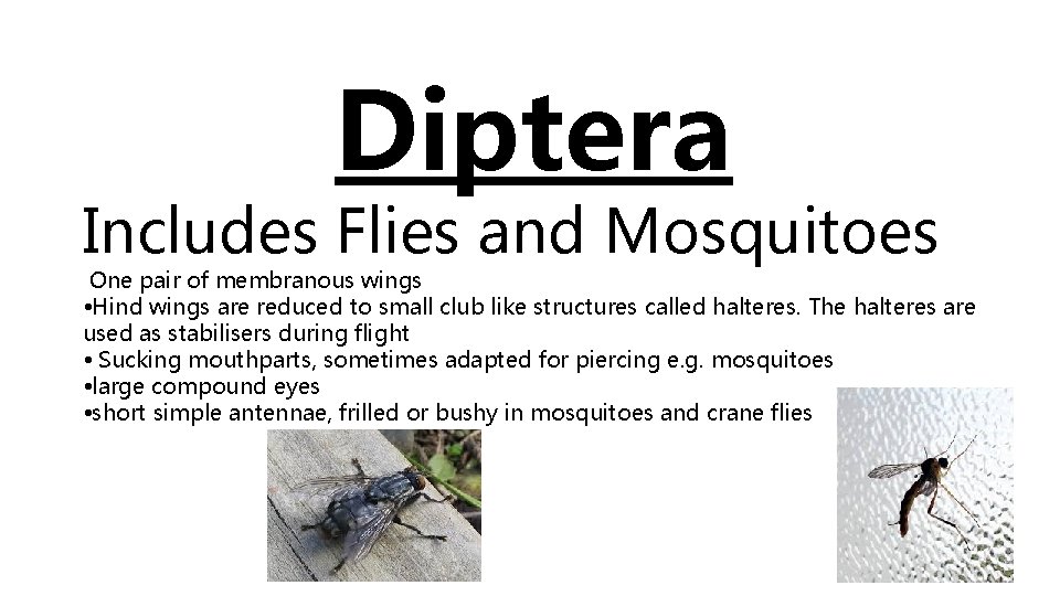 Diptera Includes Flies and Mosquitoes One pair of membranous wings • Hind wings are