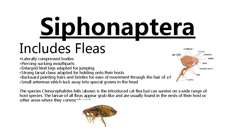 Siphonaptera Includes Fleas • Laterally compressed bodies • Piercing-sucking mouthparts • Enlarged hind legs