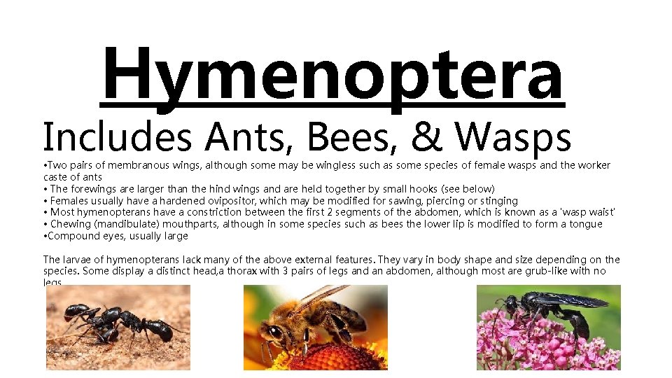 Hymenoptera Includes Ants, Bees, & Wasps • Two pairs of membranous wings, although some