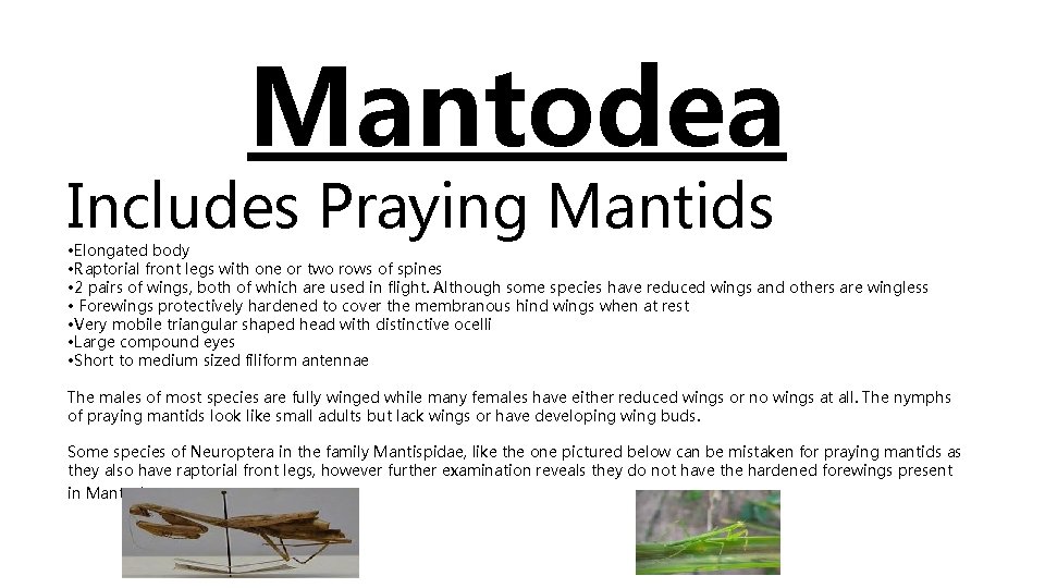Mantodea Includes Praying Mantids • Elongated body • Raptorial front legs with one or