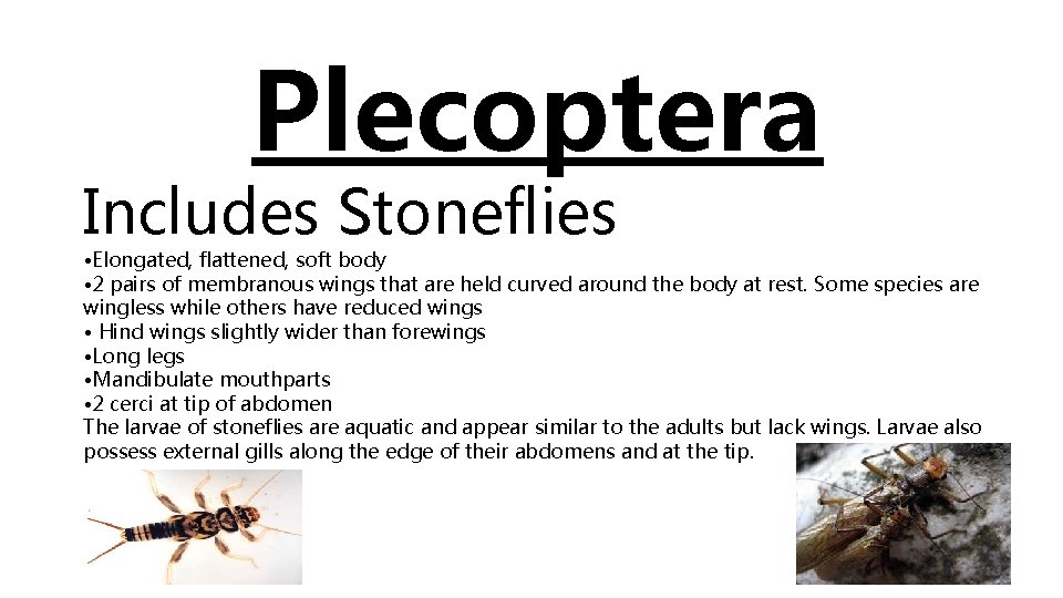 Plecoptera Includes Stoneflies • Elongated, flattened, soft body • 2 pairs of membranous wings