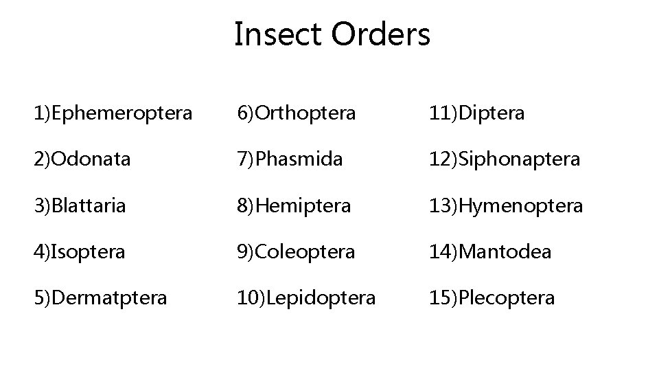 Insect Orders 1)Ephemeroptera 6)Orthoptera 11)Diptera 2)Odonata 7)Phasmida 12)Siphonaptera 3)Blattaria 8)Hemiptera 13)Hymenoptera 4)Isoptera 9)Coleoptera 14)Mantodea