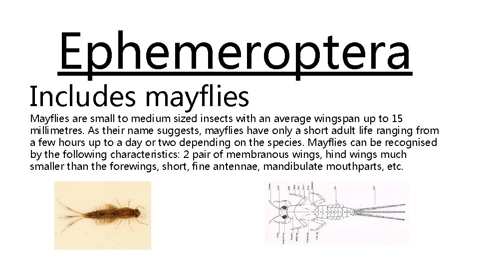 Ephemeroptera Includes mayflies Mayflies are small to medium sized insects with an average wingspan