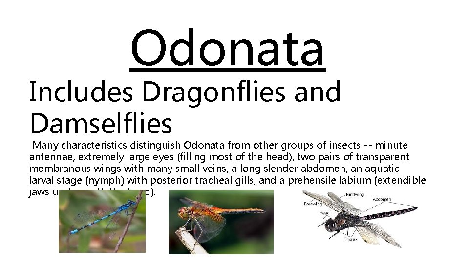 Odonata Includes Dragonflies and Damselflies Many characteristics distinguish Odonata from other groups of insects