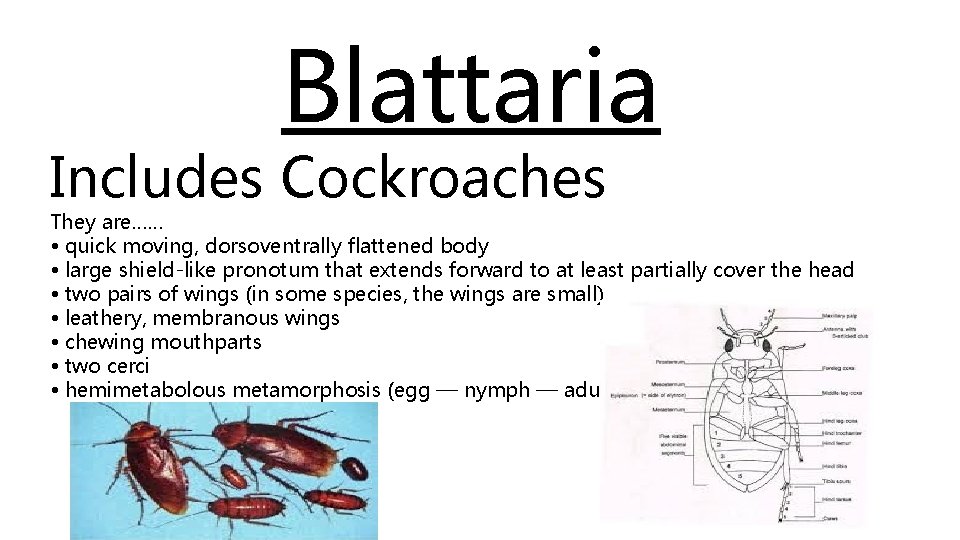 Blattaria Includes Cockroaches They are…… • quick moving, dorsoventrally flattened body • large shield-like