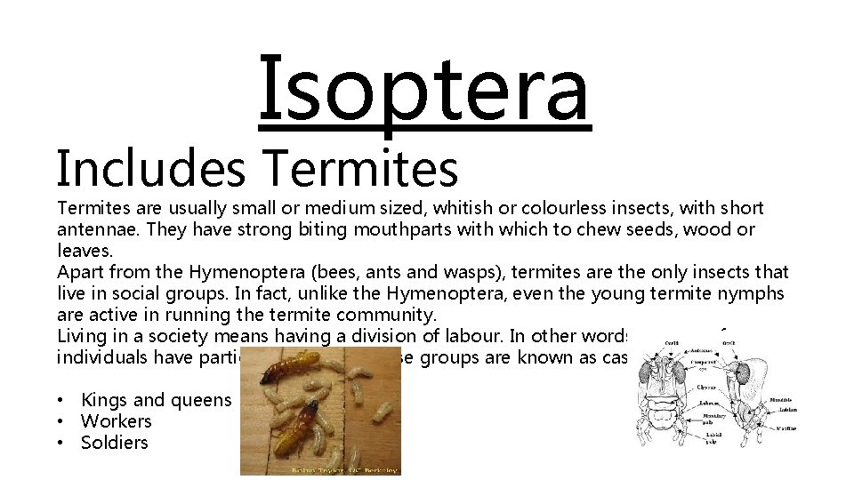Isoptera Includes Termites are usually small or medium sized, whitish or colourless insects, with