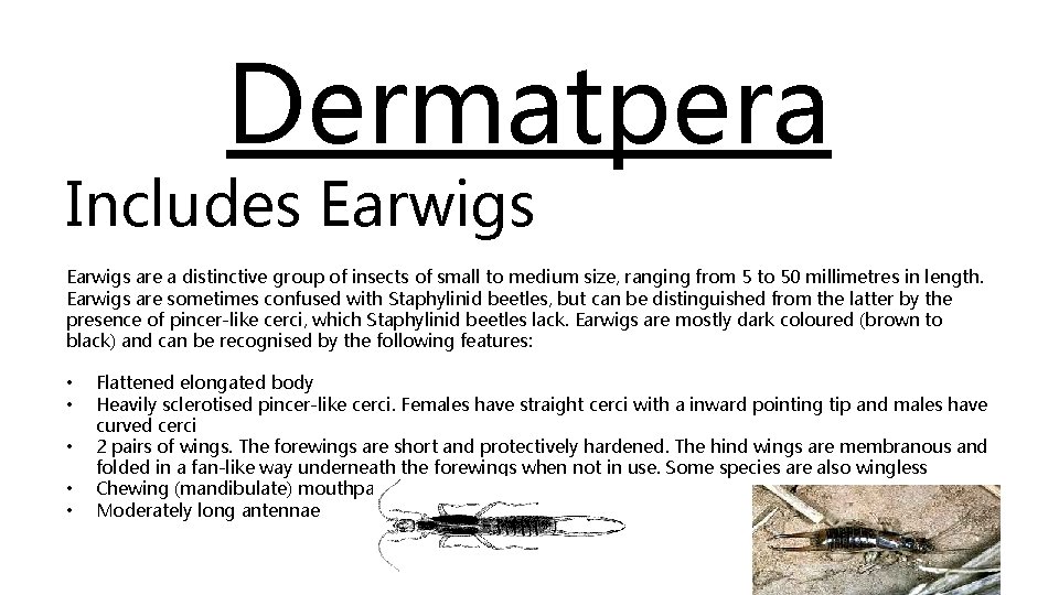 Dermatpera Includes Earwigs are a distinctive group of insects of small to medium size,