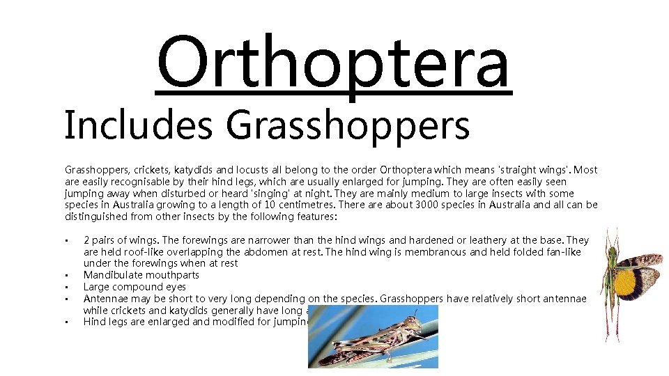 Orthoptera Includes Grasshoppers, crickets, katydids and locusts all belong to the order Orthoptera which