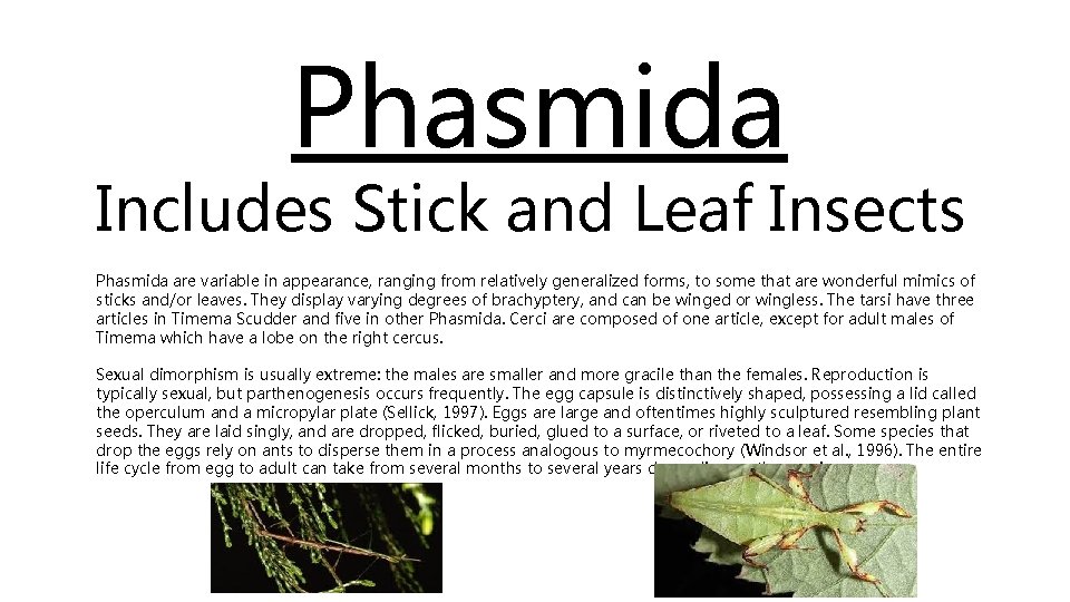 Phasmida Includes Stick and Leaf Insects Phasmida are variable in appearance, ranging from relatively