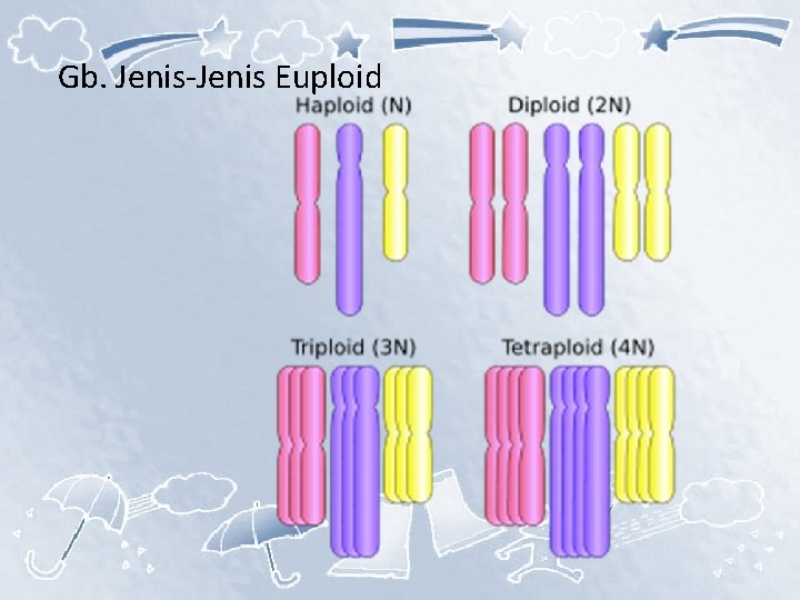 Gb. Jenis-Jenis Euploid 