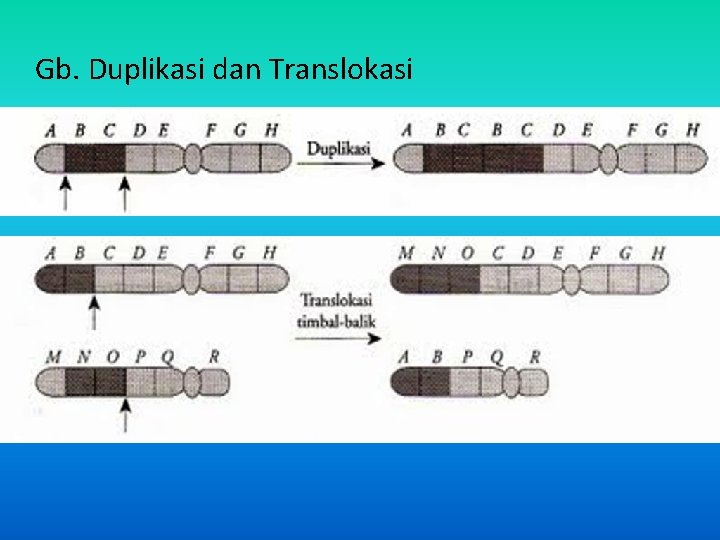 Gb. Duplikasi dan Translokasi 
