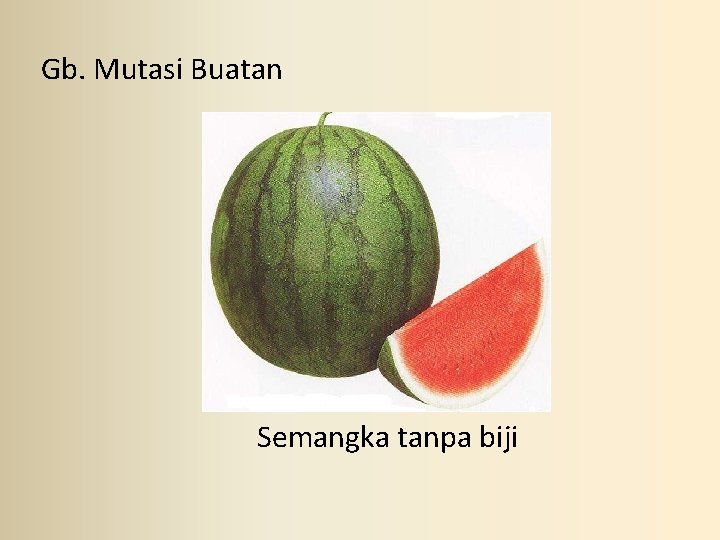 Gb. Mutasi Buatan Semangka tanpa biji 