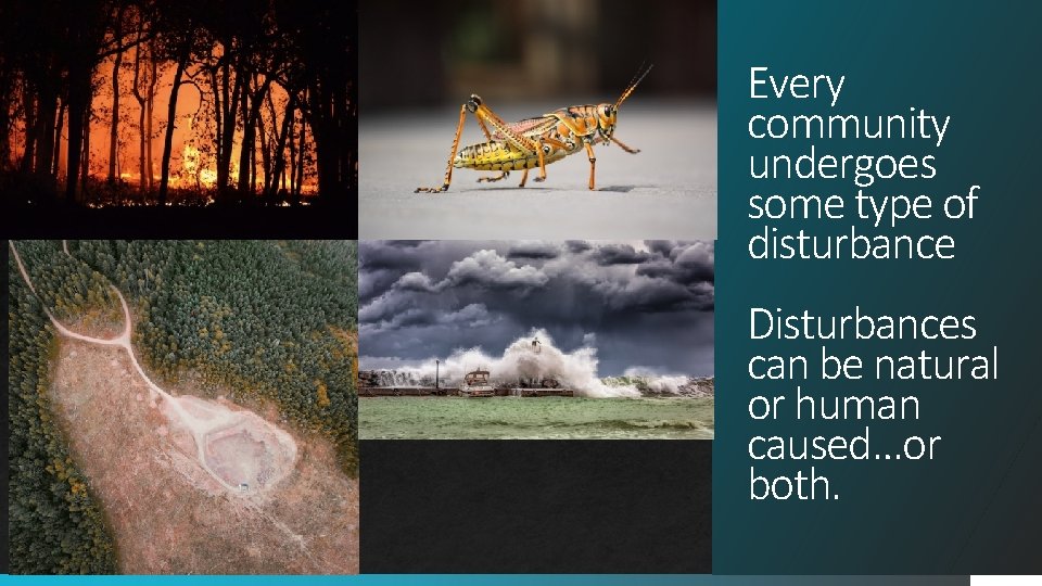Every community undergoes some type of disturbance Disturbances can be natural or human caused…or Every community undergoes some type of disturbance Disturbances can be natural or human caused…or