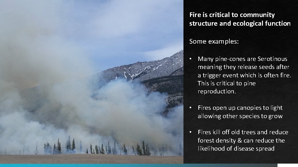 Fire is critical to community structure and ecological function Some examples: • Many pine-cones Fire is critical to community structure and ecological function Some examples: • Many pine-cones