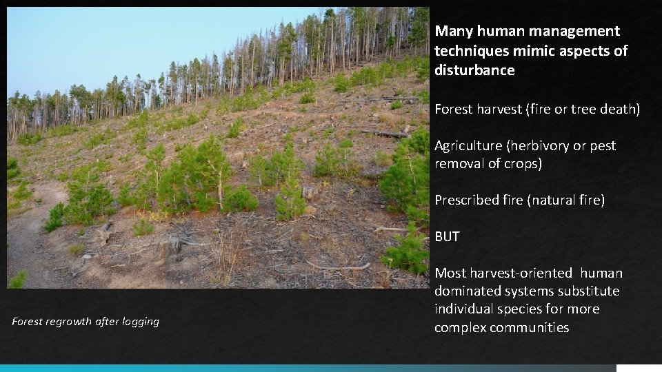 Many human management techniques mimic aspects of disturbance Forest harvest (fire or tree death) Many human management techniques mimic aspects of disturbance Forest harvest (fire or tree death)