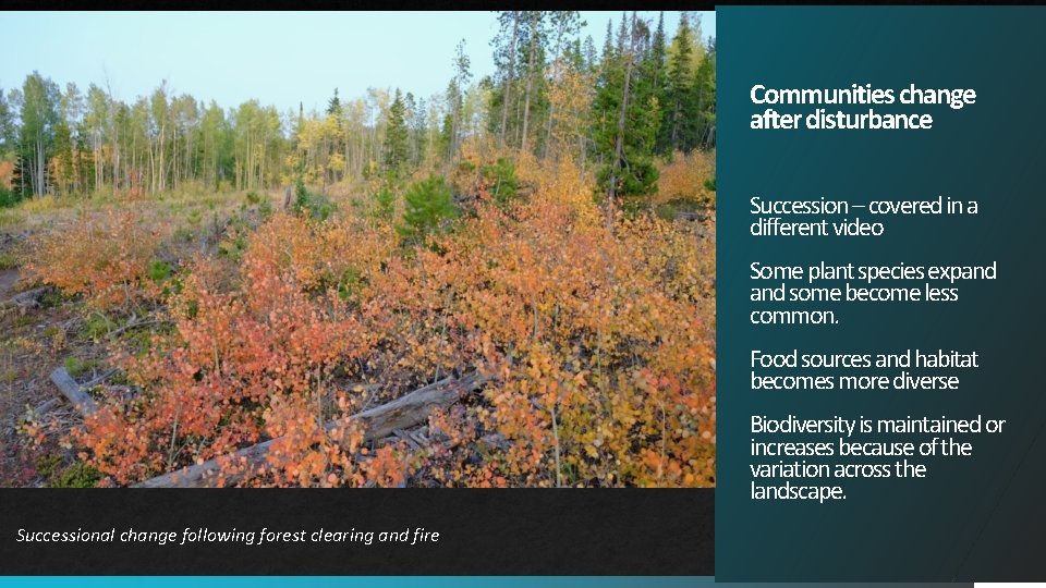 Communities change after disturbance Succession – covered in a different video Some plant species