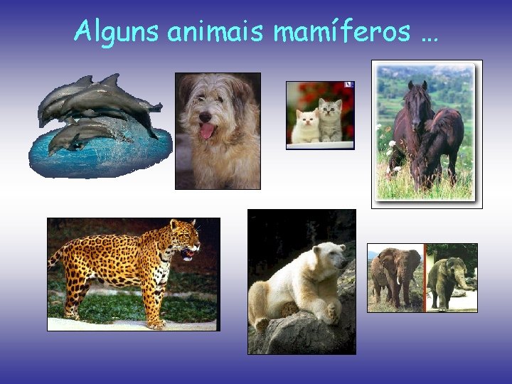 Alguns animais mamíferos … 
