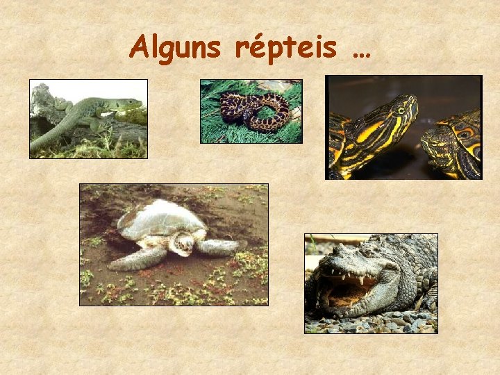 Alguns répteis … 