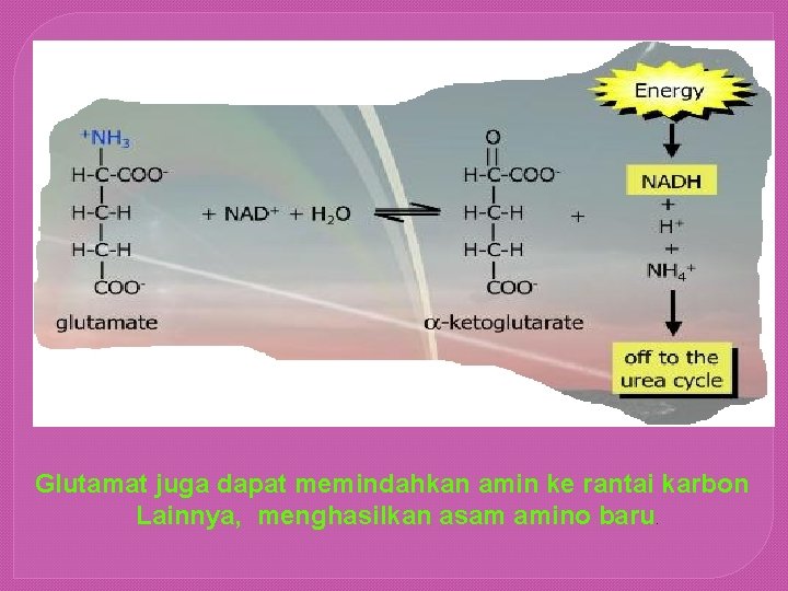 Glutamat juga dapat memindahkan amin ke rantai karbon Lainnya, menghasilkan asam amino baru. 