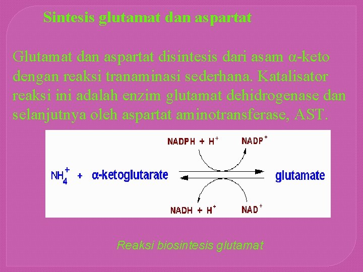 Sintesis glutamat dan aspartat Glutamat dan aspartat disintesis dari asam α-keto dengan reaksi tranaminasi