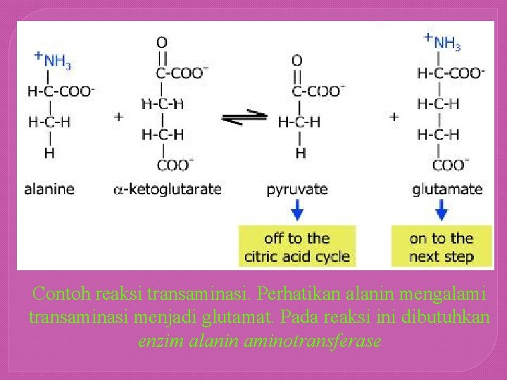 Contoh reaksi transaminasi. Perhatikan alanin mengalami transaminasi menjadi glutamat. Pada reaksi ini dibutuhkan enzim