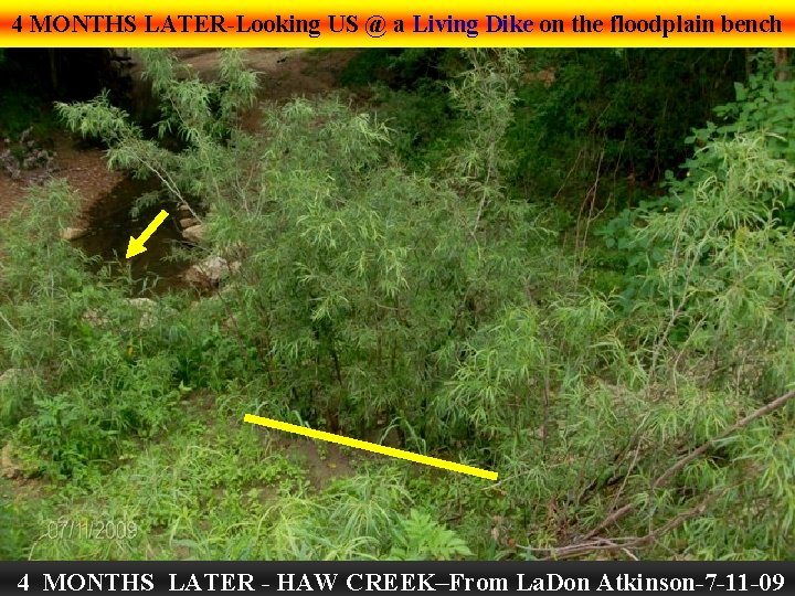 4 MONTHS LATER-Looking US @ a Living Dike on the floodplain bench 4 MONTHS